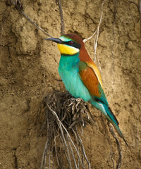 Bee eater (Merops apiaster)