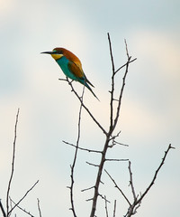 Bee eater (Merops apiaster)