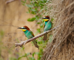 Bee eater (Merops apiaster)