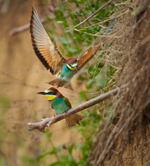 Bee eater (Merops apiaster)