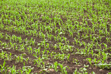 Corn field with young plants