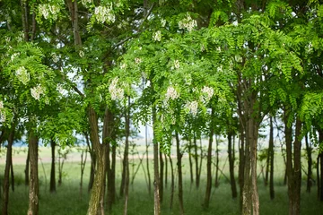 Foto op Aluminium Pseudo acacia (black locust) trees © Xalanx