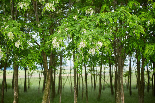 Pseudo acacia (black locust) trees
