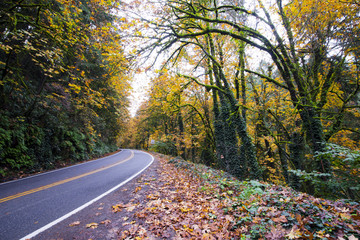 Fototapeta premium Winding Road in autumn forest with trees with yellow leaves