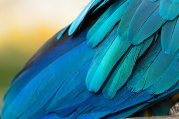 Detail of a feather parrot Blue-and-yellow