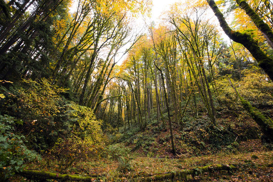 Young autumn forest with tall trees with yellow leaves © vit