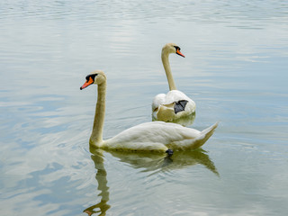 pair of white swans on green lake with water reflection