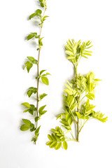 tree branches on white background