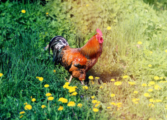 Photo of a beautiful rooster