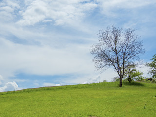 green meadow with tree and cloudy sky