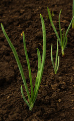 green onion