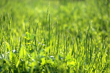 Bright beautiful photo green