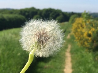 Pusteblume am Wegesrand gefunden