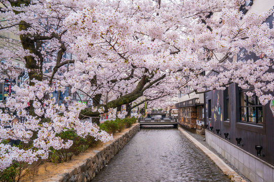 京都　高瀬川の桜 