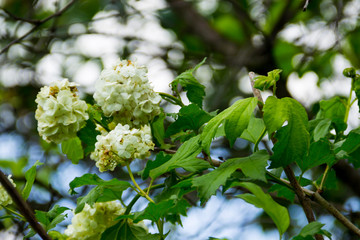 White flowers of viburnum snow ball in garden. Guelder rose boule de neige on spring