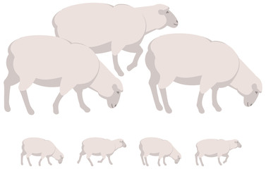 Sheep vector personage for illustration and animation

