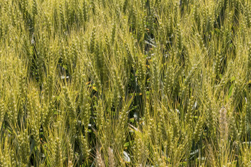 barley field before harvest