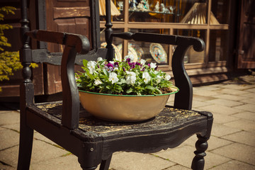 Flowers on an ancient chair. Palanga. Lithuania