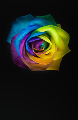 Fototapeta na wymiar Bunte Rose in Regenbogenfarben auf schwarzem Hintergrund