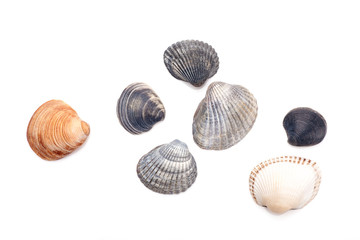 Group of seashells