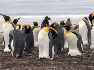 Obraz premium King Penguin, Aptenodytes patagonicus, of Sounder Island, Falkland Islands-Malvinas