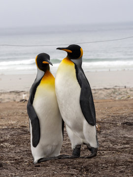 King Penguin, Aptenodytes patagonicus, of Sounder Island, Falkland Islands-Malvinas