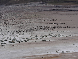 Large nesting colony of Gentoo penguin, Pygoscelis papua, island of Sounders, Falkland Islands-Malvinas
