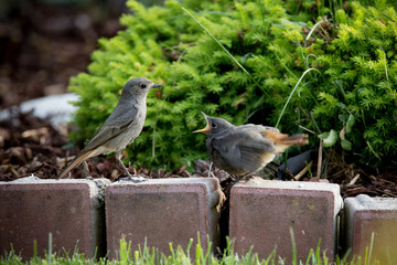 black redstart (Phoenicurus ochruros) and spring feeding