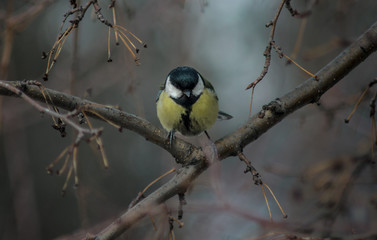 The titmouse sits on a tree branch