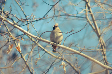 Young waxwing is sitting among the branches