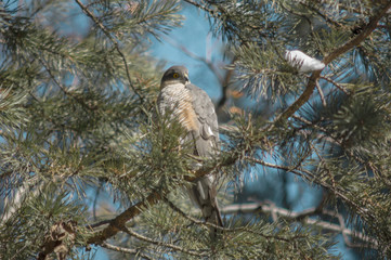 A hawk sits on a tree branch