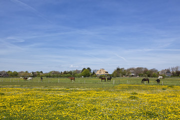 Horses on meadow outside the village of Keitum, Sylt