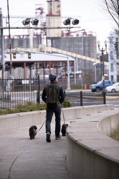 Man Walking With Small Shaggy Dogs