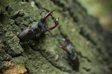 stag-beetle big insect