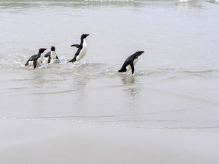 Rockhopper Penguin, Eudyptes chrysocome, island of Sounders, Falkland Islands-Malvinas