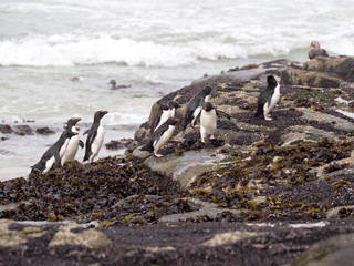 Naklejka premium Rockhopper Penguin, Eudyptes chrysocome, island of Sounders, Falkland Islands-Malvinas