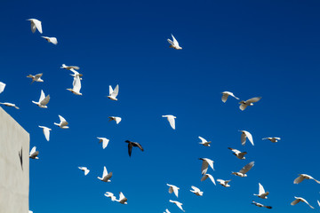 Flock of Pigeons