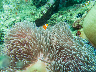 Anemonefish in anemone home