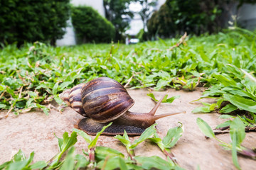 A big snail crawling on the rock in the green garden.
