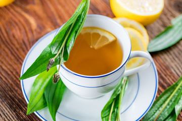 Tee aus Spitzwegerich - Wildkräuter - Heilkraut - Homöopathie