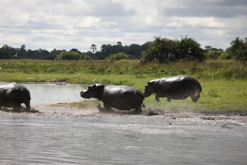 Wild Hippo in African river water hippopotamus (Hippopotamus amphibius)