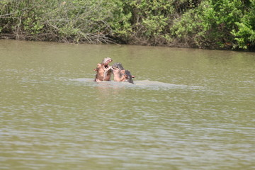 Fototapeta premium Wild Hippo in African river water hippopotamus (Hippopotamus amphibius)