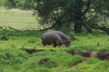 Naklejka na ściany i meble Wild Hippo in African river water hippopotamus (Hippopotamus amphibius)