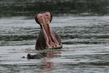 Fototapeta na wymiar Wild Hippo in African river water hippopotamus (Hippopotamus amphibius)