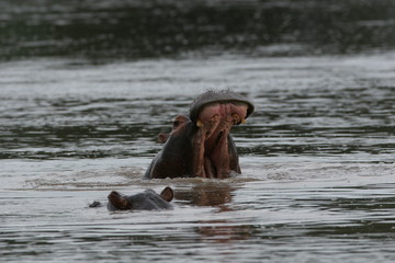 Fototapeta premium Wild Hippo in African river water hippopotamus (Hippopotamus amphibius)