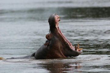 Fototapeta premium Wild Hippo in African river water hippopotamus (Hippopotamus amphibius)