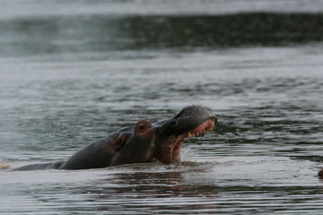 Fototapeta premium Wild Hippo in African river water hippopotamus (Hippopotamus amphibius)