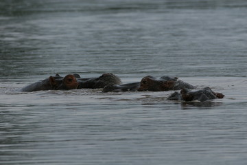 Fototapeta premium Wild Hippo in African river water hippopotamus (Hippopotamus amphibius)
