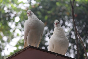 White Pigeons on the roof