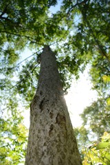 forest trees. nature green wood sunlight backgrounds